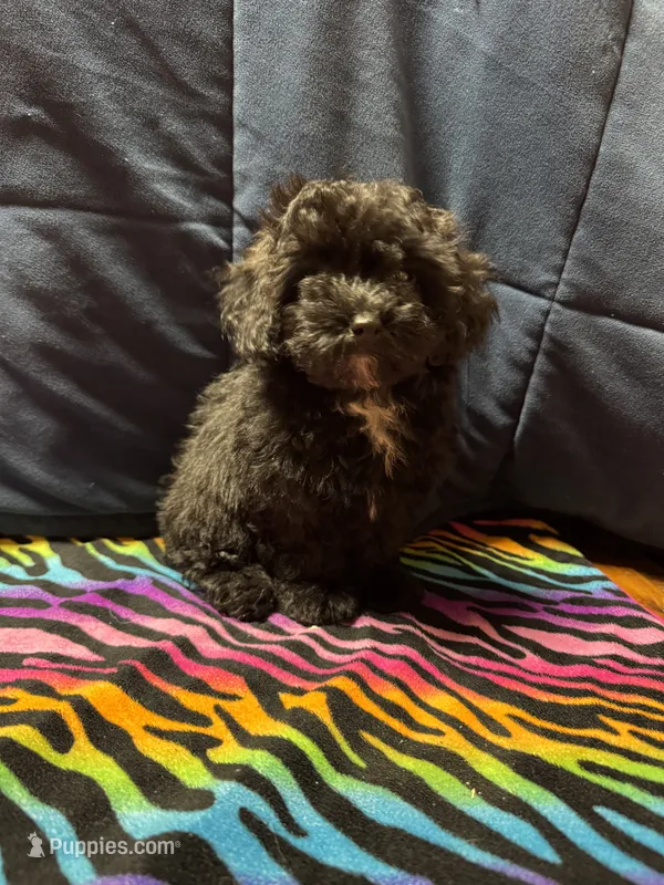 Maggie  – Poodle - Toy , Poodle - Miniature  puppy for sale in Cache, OK