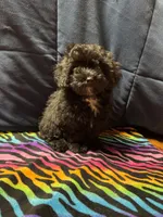 Maggie , a female Poodle - Toy  and Poodle - Miniature  for sale in Cache, OK – 1 of 2