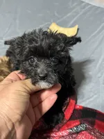 Dolly , a female Aussiedoodle for sale in Cache, OK – 2 of 2