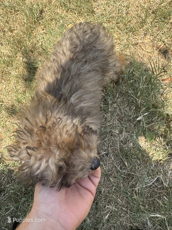 Sarge  – Aussiedoodle puppy for sale in Cache, OK