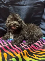 Molly, a female Poodle - Toy  and Poodle - Miniature  for sale in Cache, OK – 2 of 2