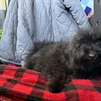 Sister, a female Aussiedoodle for sale in Cache, OK – 1 of 1