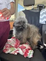 Bruiser, a male Poodle - Toy  and Poodle - Miniature  for sale in Cache, OK – Photo 3 of 4