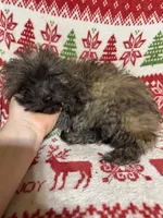 Bruiser, a male Poodle - Toy  and Poodle - Miniature  for sale in Cache, OK – Photo 4 of 4