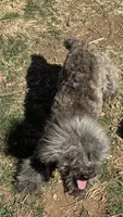 Bruiser, a male Poodle - Toy  and Poodle - Miniature  for sale in Cache, OK – Photo 1 of 4