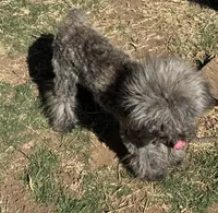 Bruiser, a male Poodle - Toy  and Poodle - Miniature  for sale in Cache, OK – Photo 2 of 4