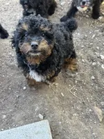 Tank, a male Poodle - Toy  and Poodle - Miniature  for sale in Cache, OK – 2 of 2