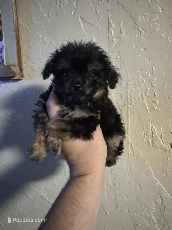 Wally  – Aussiedoodle puppy for sale in Cache, OK