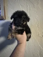 Wally , a male Aussiedoodle for sale in Cache, OK – 1 of 2