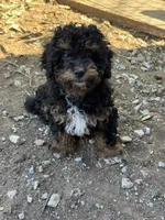 Tank, a male Poodle - Toy  and Poodle - Miniature  for sale in Cache, OK – 1 of 2