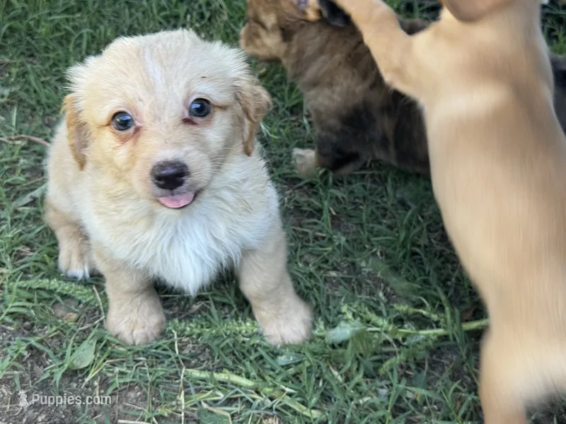 Ace  – Dachshund, Toy Australian Shepherd puppy for sale in Cache, OK