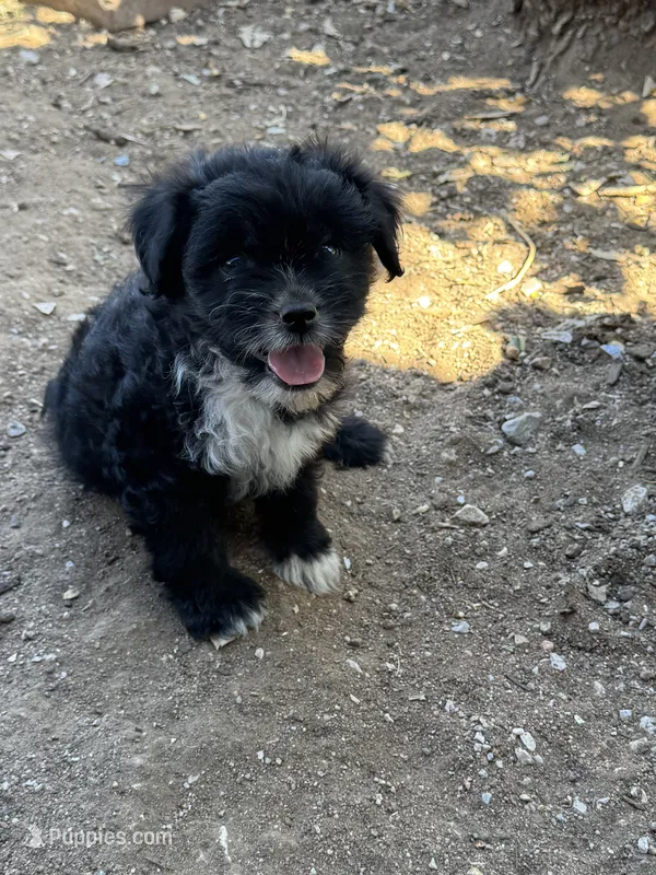 Mo  – Shihpoo puppy for sale in Cache, OK