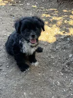 Mo , a male Shihpoo for sale in Cache, OK – 1 of 1