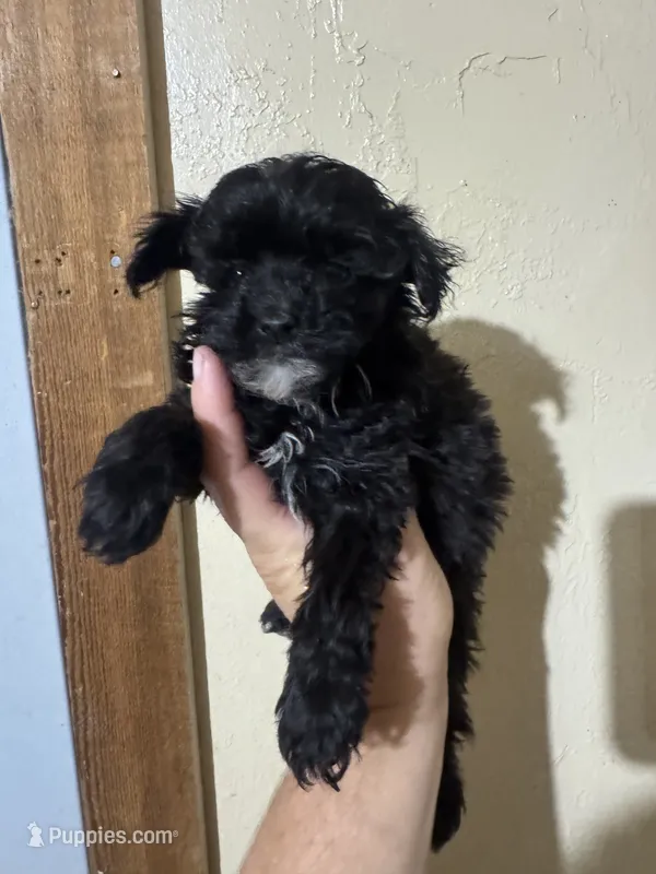Skeeter  – Aussiedoodle puppy for sale in Cache, OK