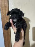Skeeter , a female Aussiedoodle for sale in Cache, OK – 1 of 1