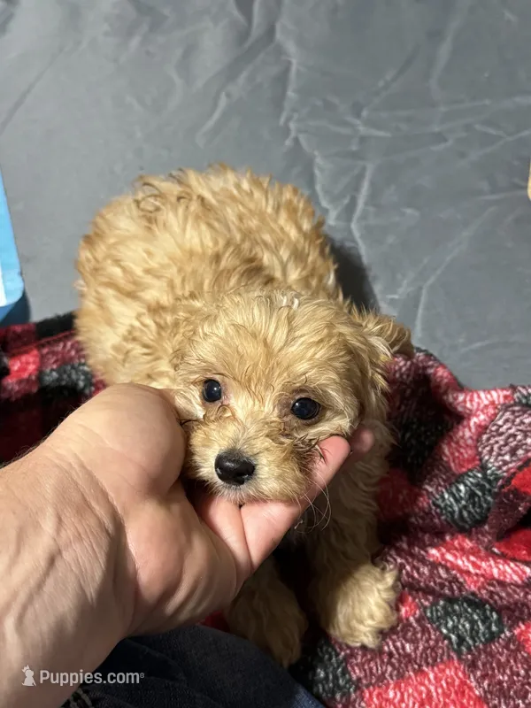Peach  – Aussiedoodle puppy for sale in Cache, OK