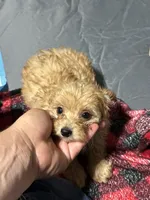 Peach , a female Aussiedoodle for sale in Cache, OK – 1 of 2