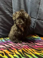 Maggie , a female Poodle - Toy  and Poodle - Miniature  for sale in Cache, OK – 2 of 2