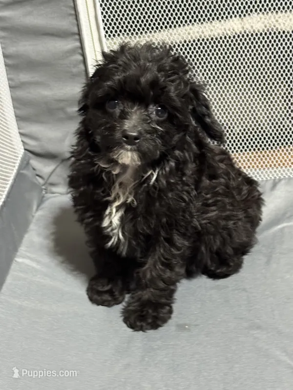 Dolly  – Aussiedoodle puppy for sale in Cache, OK