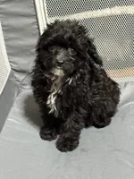 Dolly , a female Aussiedoodle for sale in Cache, OK – 1 of 2