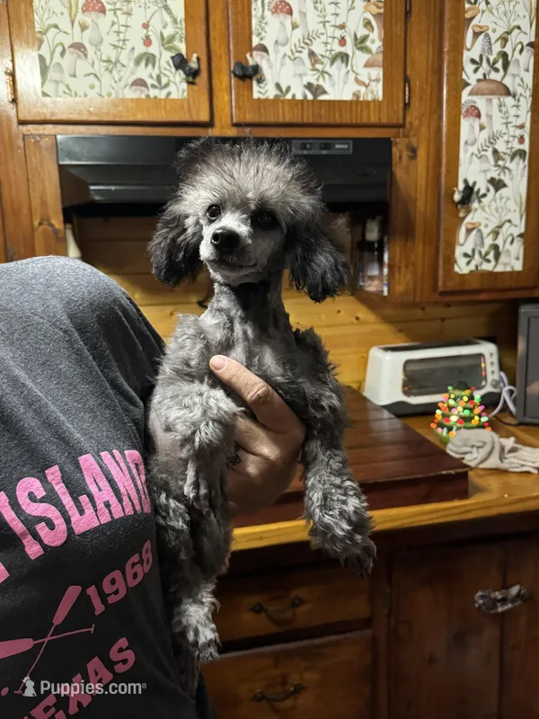 Izzy, a female Poodle - Toy  for sale in Cache, OK – Photo 1 of 1