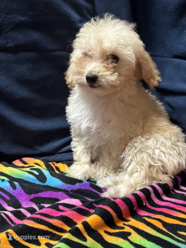 Daisy  – Poodle - Toy , Poodle - Miniature  puppy for sale in Cache, OK