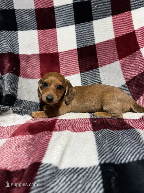 May  – Miniature Dachshund puppy for sale in Cache, OK