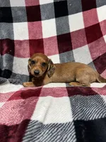 May , a female Miniature Dachshund for sale in Cache, OK – 1 of 1