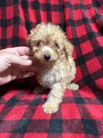 Mango , a male Aussiedoodle for sale in Cache, OK – 2 of 2