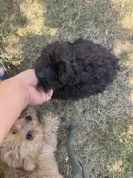 Dolly , a female Aussiedoodle for sale in Cache, OK – 2 of 2