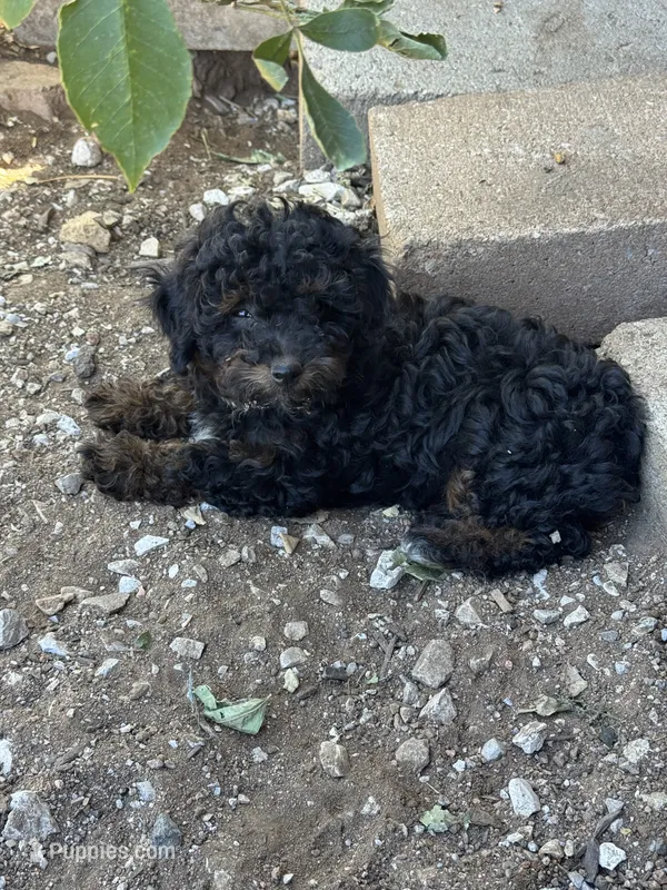 Tilly  – Poodle - Toy , Poodle - Miniature  puppy for sale in Cache, OK