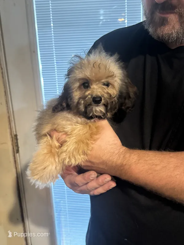 Sarge  – Aussiedoodle puppy for sale in Cache, OK