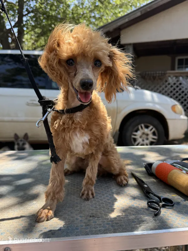 Cheddar – Poodle - Toy  puppy for sale in Cache, OK