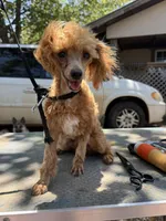 Cheddar, a male Poodle - Toy  for sale in Cache, OK – 1 of 1