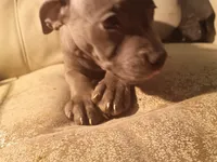 2#, a male American Pit Bull Terrier for sale in Citrus Heights, CA – 4 of 5
