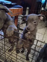 1#, a male American Pit Bull Terrier for sale in Citrus Heights, CA – 3 of 7