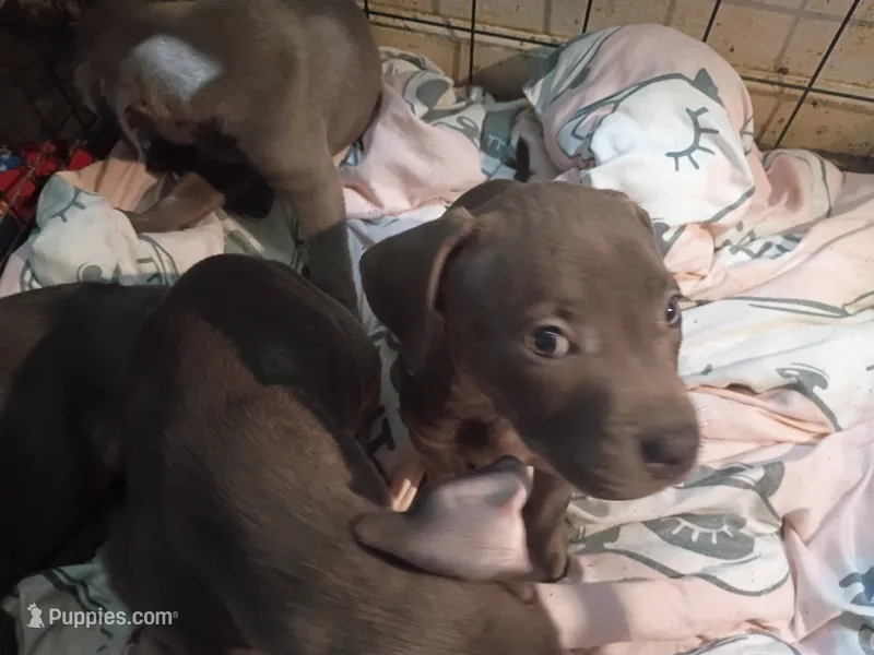 3# – American Pit Bull Terrier puppy for sale in Citrus Heights, CA