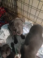 3#, a male American Pit Bull Terrier for sale in Citrus Heights, CA – 4 of 8