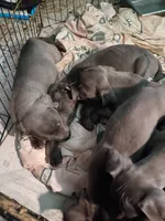 3#, a male American Pit Bull Terrier for sale in Citrus Heights, CA – 3 of 3