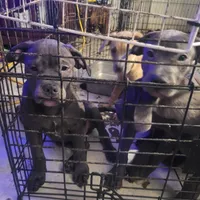 3#, a male American Pit Bull Terrier for sale in Citrus Heights, CA – 8 of 8