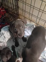 1, a male American Pit Bull Terrier for sale in Citrus Heights, CA – 3 of 3