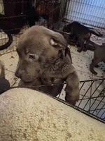 1#, a male American Pit Bull Terrier for sale in Citrus Heights, CA – 2 of 7