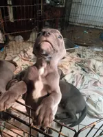 3#, a male American Pit Bull Terrier for sale in Citrus Heights, CA – 2 of 3