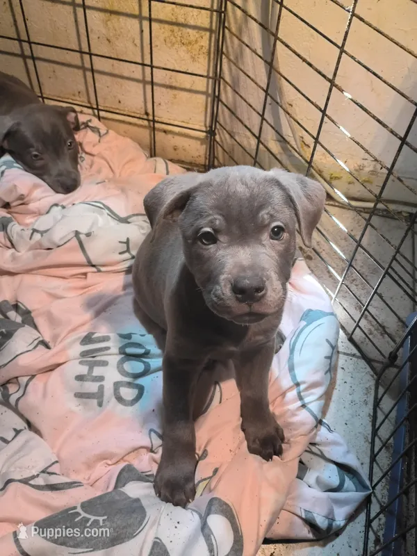 1# – American Pit Bull Terrier puppy for sale in Citrus Heights, CA