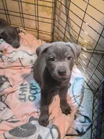 1#, a male American Pit Bull Terrier for sale in Citrus Heights, CA – 1 of 7