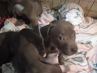 1, a male American Pit Bull Terrier for sale in Citrus Heights, CA – 2 of 3
