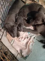 2#, a male American Pit Bull Terrier for sale in Citrus Heights, CA – 3 of 5