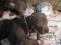 2#, a male American Pit Bull Terrier for sale in Citrus Heights, CA – 2 of 5