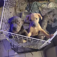 2#, a male American Pit Bull Terrier for sale in Citrus Heights, CA – 5 of 5