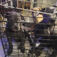 1#, a male American Pit Bull Terrier for sale in Citrus Heights, CA – 7 of 7